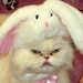 Buyer Avatar