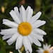 thesweetsimplethings