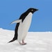 TheMoonPenguinShop