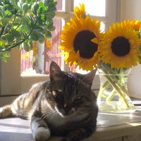 LeChatQuiVivaitHaut