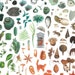 Buyer Avatar