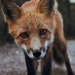 Diane Fox avatar