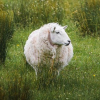 WoolSpinEwe