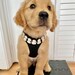 Maui The Golden Boy Merch