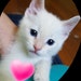 Buyer Avatar
