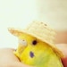 Buyer Avatar