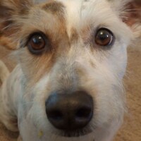 CuteLinnie