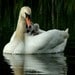 Swan Treasures avatar