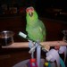 tropicalparrot avatar