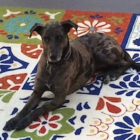 CaptivatingCatahoula