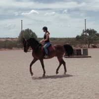 ChestnutHorseDesigns