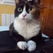 Buyer Avatar