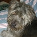 Buyer Avatar