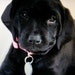 Annie