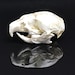 CaveMansDigs