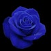 Kola Blue avatar