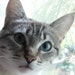 Buyer Avatar