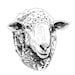 YorkLamb