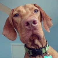 caninedesign