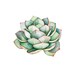 Sour Cactus avatar