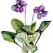 Buyer Avatar