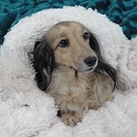 ChillyPawsRendachs