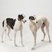 fabcollarhounds