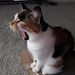 CallieCatitude