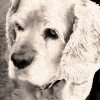 TheDogandWoodCompany
