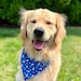 PupUniverse