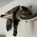 WidnerFamilyCatDoors