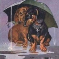 barkingintherain