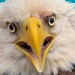 Raptor Center of Tampa Bay