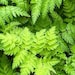 FernCharms
