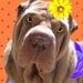 TheDogLady avatar