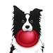 BordercolliedUp