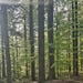 HolzdekoMA