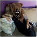 Buyer Avatar