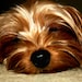 stickerbite