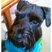 WhinySchnauzer