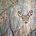 Wild Oakview Studio