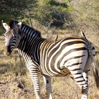 BeadsofAfrica