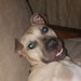 Buyer Avatar