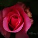 TheEmberRose