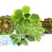 Rainforest Rose.com
