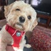 Sharon avatar
