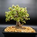 lousbonsai