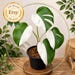 PlantKingdomGoods