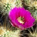 TheArizonaAttic