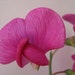 RosaPinkSweetpea